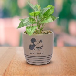 Cadeau Jardin Pas Cher, Idée Décoration Extérieur - MyCrazyStuff