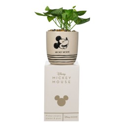 Plante en Pot Mickey Mouse Disney avec Déco Galets