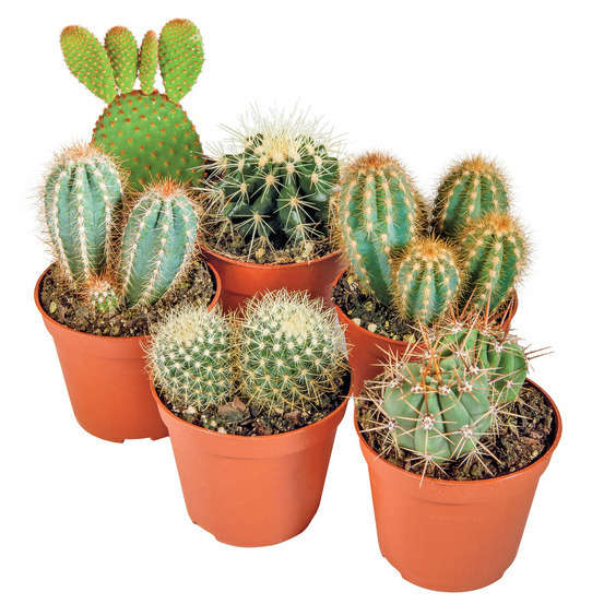 cactus