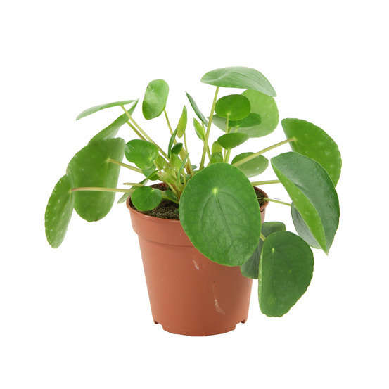 Pilea